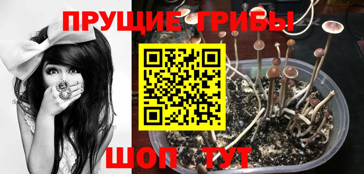 Псилоцибиновые грибы Cubensis  Вход с VPN  Сокол  Псилоцибиновые грибы Psilocybine cubensis 